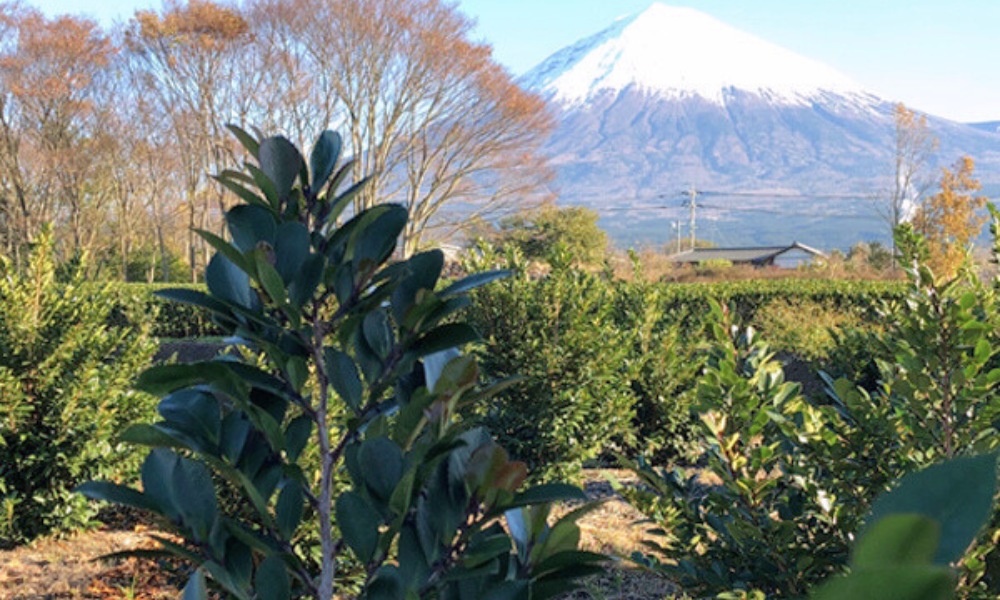 高嶺の榊の特徴