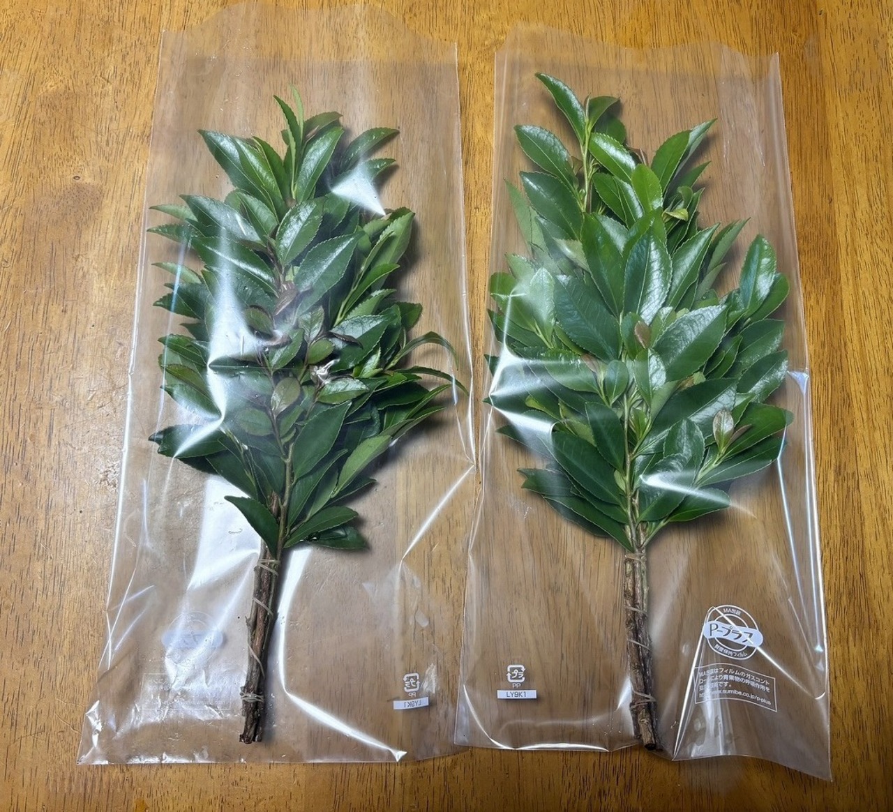 「高嶺の榊」通販