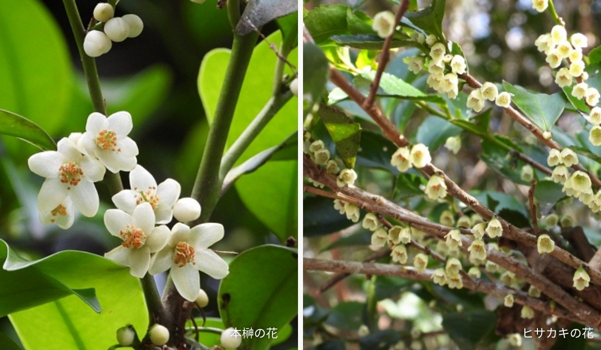 本榊とヒサカキの花