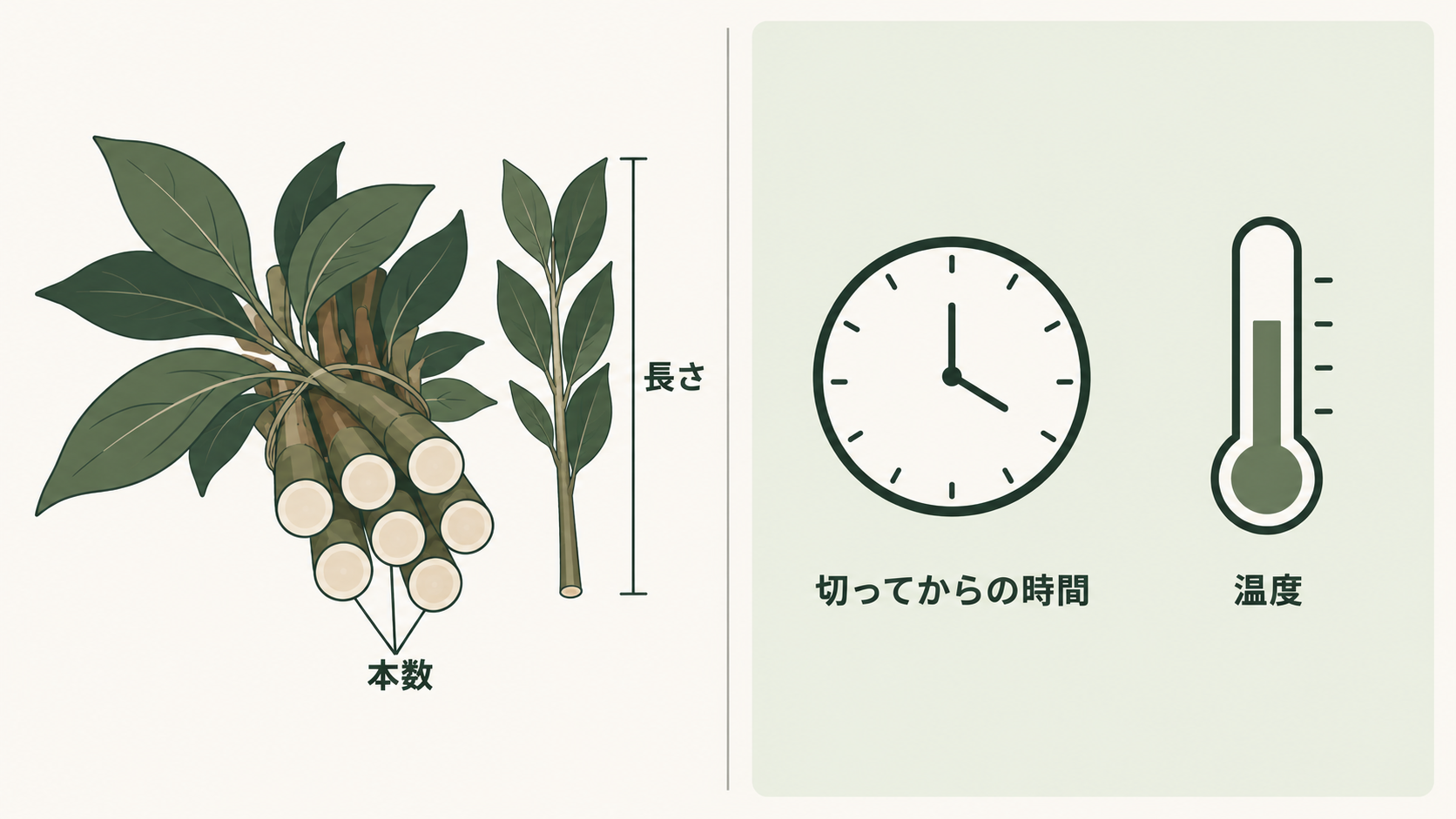 値段のほかに、束の本数と長さ、切ってからの時間と温度で持ちが変わります。